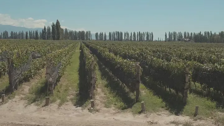 Imagen de presentación de Bodegas y Viñedos Renacer
