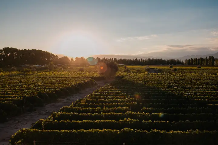 Imagen de presentación de Bodegas y Viñedos Renacer