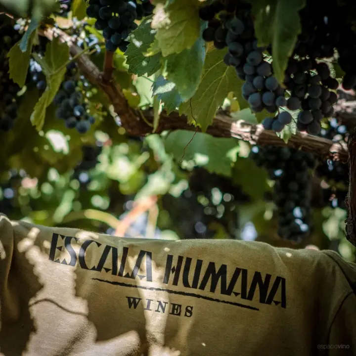 Presentation image of Escala Humana