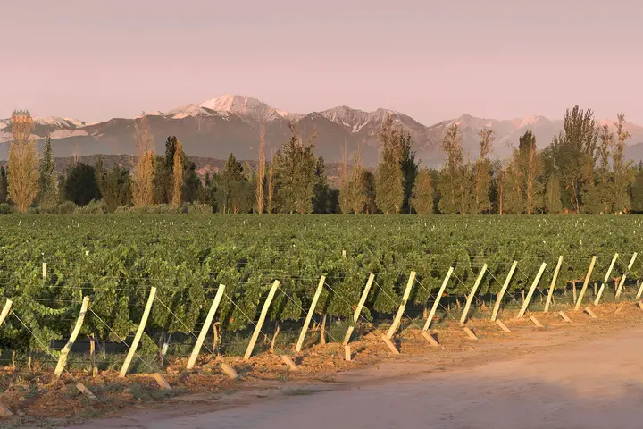 Presentation image of Finca Flichman