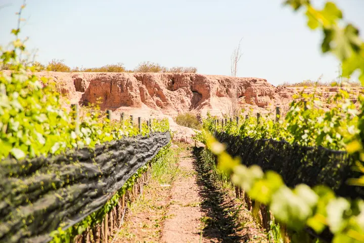Imagen de presentación de Huarpes Wines