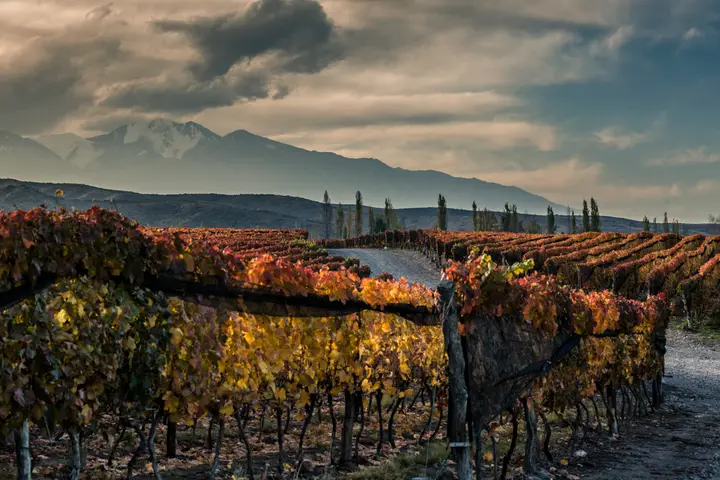 Presentation image of Huentala Wines