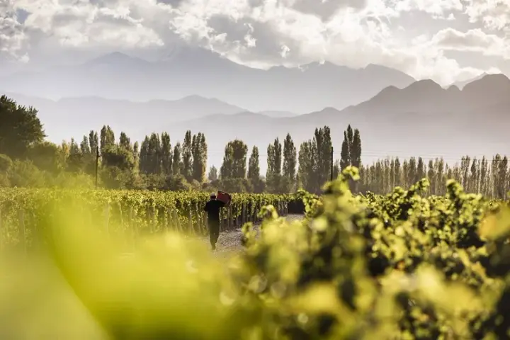 Presentation image of Terraza de Los Andes