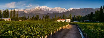 Presentation image of Viña Alicia