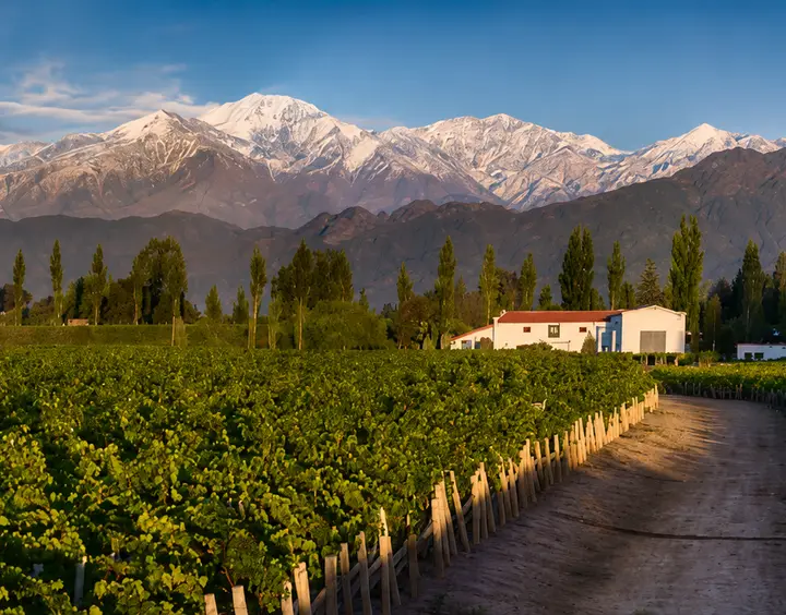 Presentation image of Viña Alicia